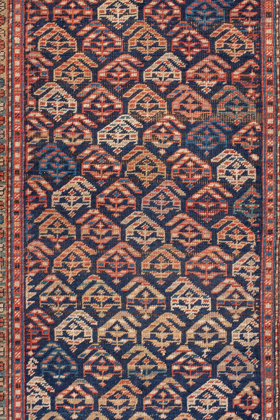 shirvan Runner - # 128359